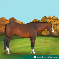 Horse Color:Bay 