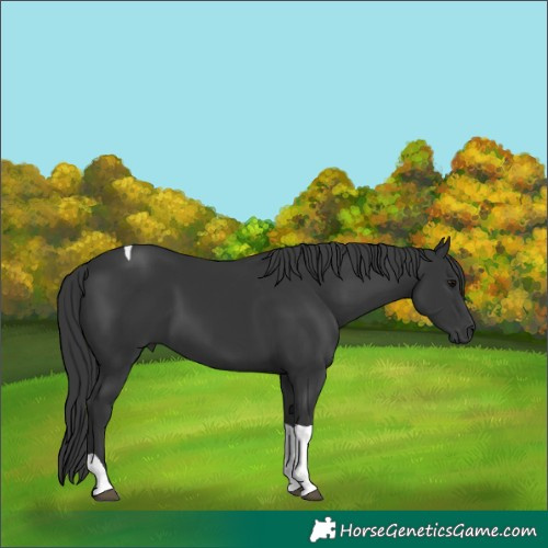 Horse Color:Black Tobiano 
