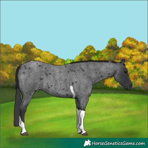 Horse Color:Blue Roan Tobiano 