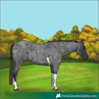 Horse Color:Blue Roan Tobiano 