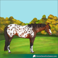 Horse Color:Bay Appaloosa 