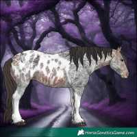 Horse Color:Bay Ice Tobiano Appaloosa 