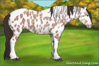 Horse Color:Bay Ice Tobiano Appaloosa 