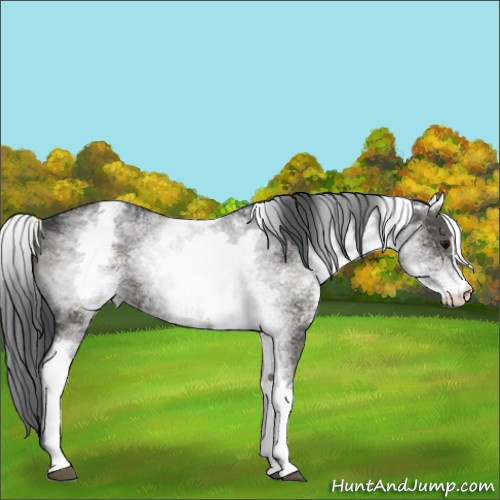 Horse Color:White Spotted Black Sabino 