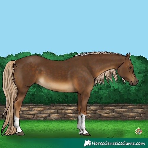 Horse Color:Chocolate Palomino Tobiano 
