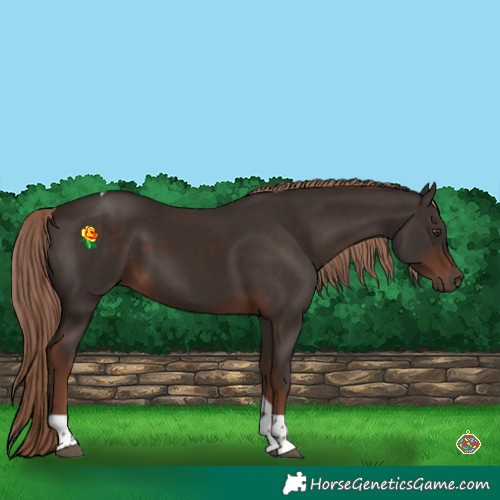 Horse Color:Liver Chestnut Tobiano 