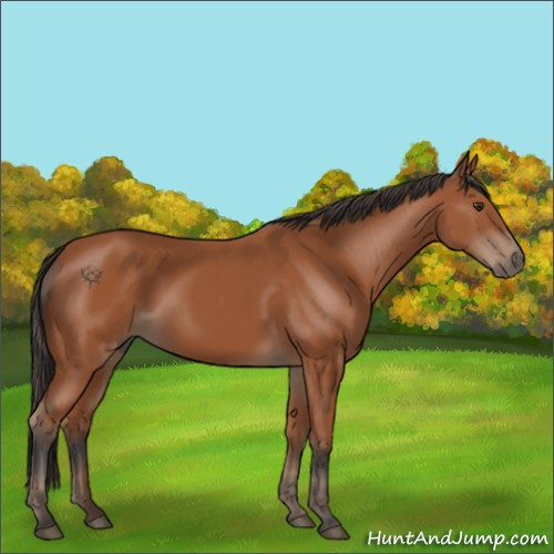 Horse Color:Unknown 