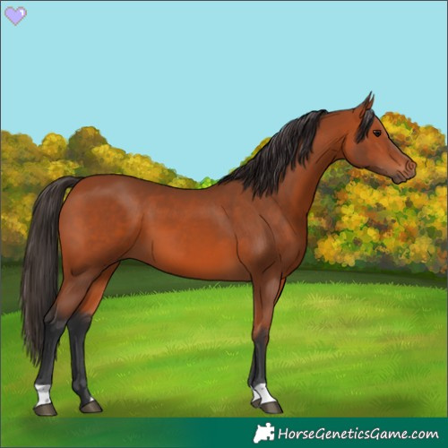 Horse Color:Bay 