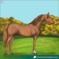 Horse Color:Chestnut 