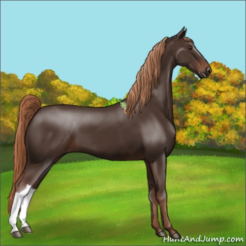 Horse Color:Liver Chestnut 