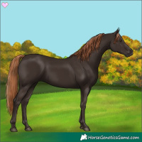 Horse Color:Liver Chestnut 