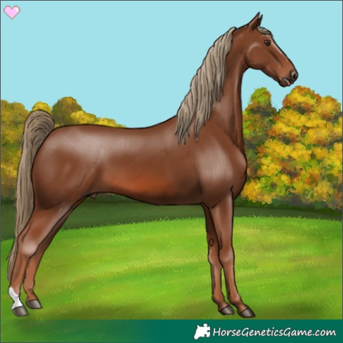 Horse Color:Chestnut 