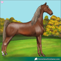 Horse Color:Chestnut 