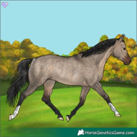 Horse Color:Brown Dun Rabicano 