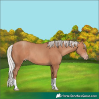 Horse Color:Silver Sable Champagne 