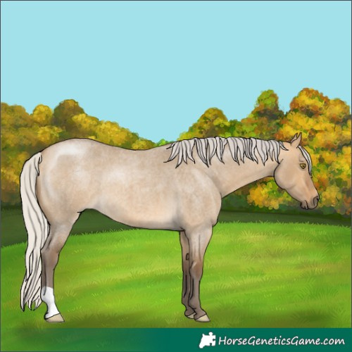 Horse Color:Silver Buckskin Roan Dun 