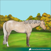 Horse Color:Silver Buckskin Roan Dun