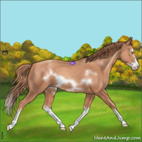 Horse Color:Gold Champagne Splash Frame 