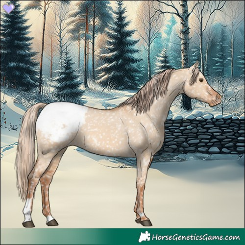 Horse Color:Red Dun Appaloosa 