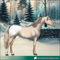 Horse Color:Red Dun Appaloosa 