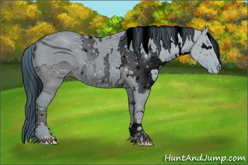 Horse Color:ERROR: UNKNOWN ANOMALY