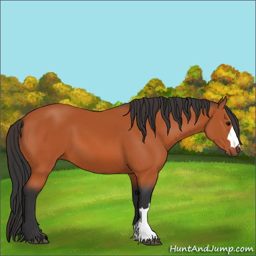 Horse Color:Bay 