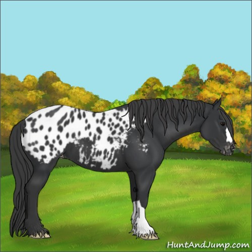 Horse Color:Black Appaloosa 