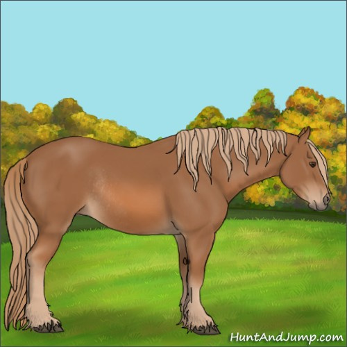 Horse Color:Chestnut Rabicano 