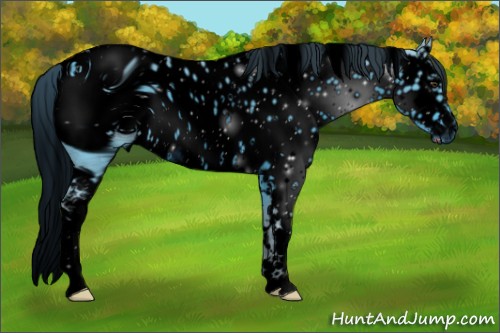 Horse Color:ERROR: UNKNOWN ANOMALY