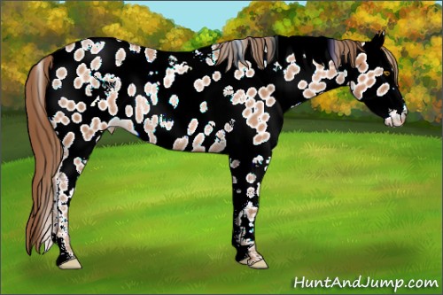 Horse Color:White Spotted Bay Pearl Sabino Appaloosa Rabicano 