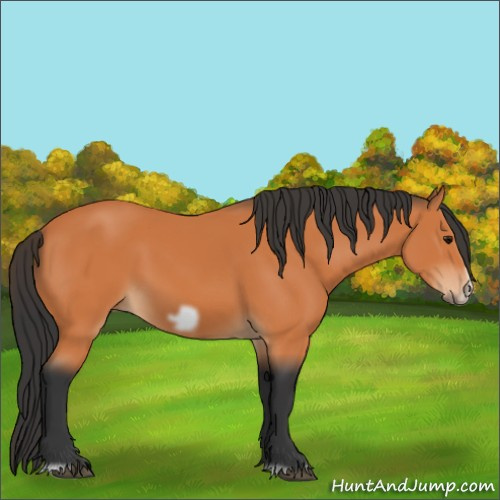 Horse Color:Bay Frame 