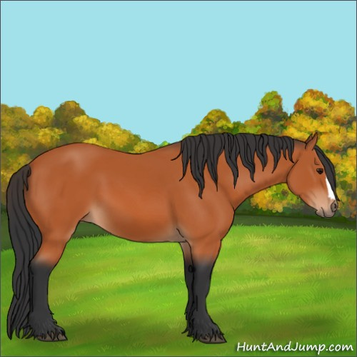 Horse Color:Bay 