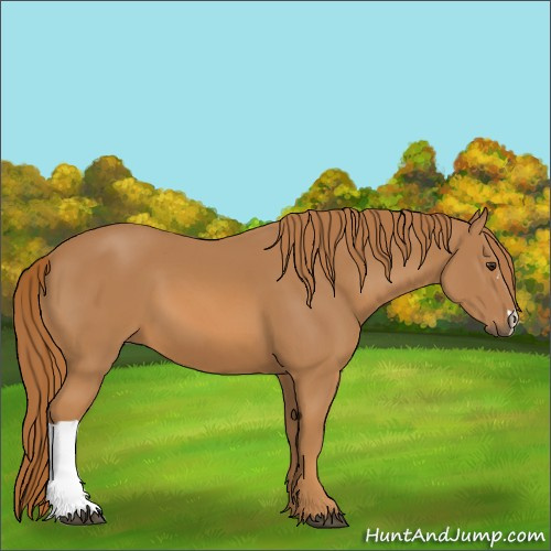 Horse Color:Chestnut 