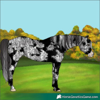 Horse Color:White Spotted Smoky Black Ice Sabino Splash Rabicano 