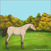 Horse Color:Buckskin Roan Dun 