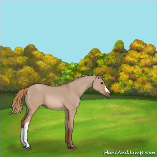 Horse Color:Red Dun 