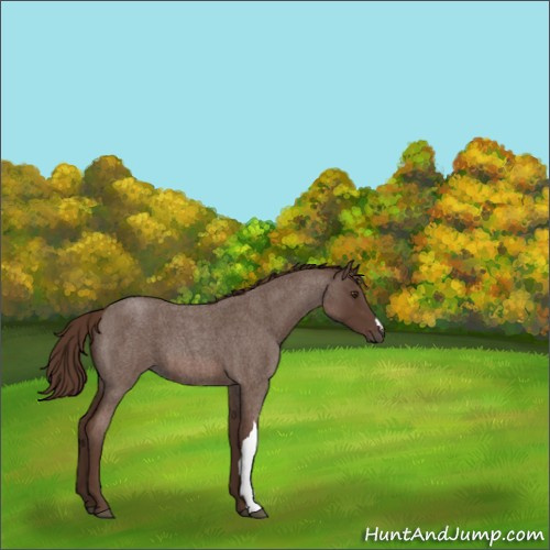 Horse Color:Liver Red Roan 
