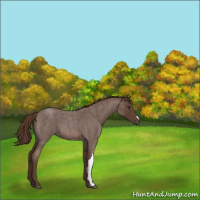 Horse Color:Liver Red Roan 