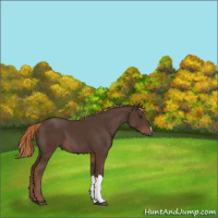 Horse Color:Liver Chestnut 