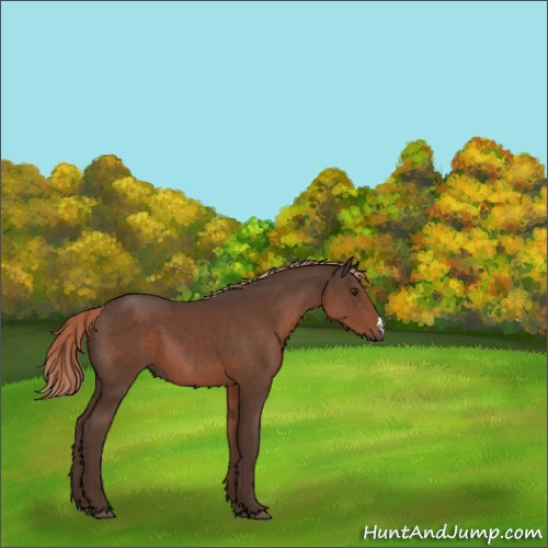 Horse Color:Liver Chestnut 