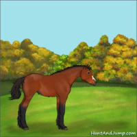 Horse Color:Gray Bay 