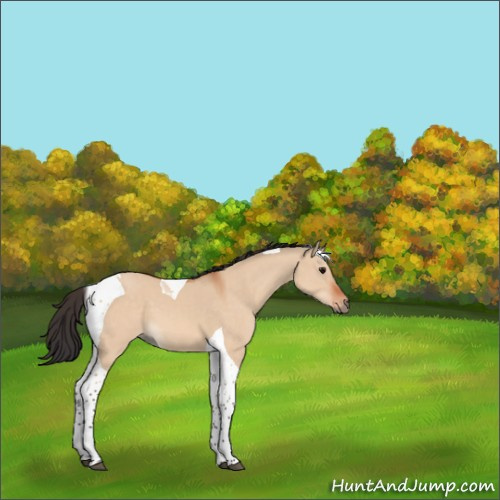Horse Color:Bay Dun Tobiano 