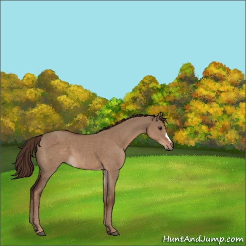Horse Color:Liver Red Dun 