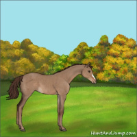 Horse Color:Liver Red Dun 