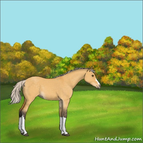 Horse Color:Silver Buckskin Dun