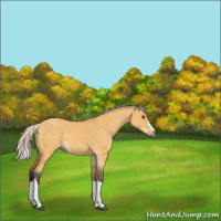 Horse Color:Silver Buckskin Dun 