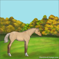 Horse Color:Silver Buckskin Roan Dun
