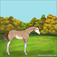 Horse Color:Red Dun Splash 