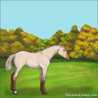 Horse Color:Silver Bay Roan Dun 