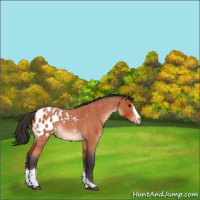 Horse Color:Bay Roan Splash Tobiano Appaloosa 